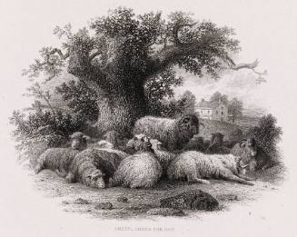 Sheep under the Oak