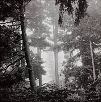 Canadian Hemlocks, Eastern White Pines and Norway Spruce, Noyes Garden