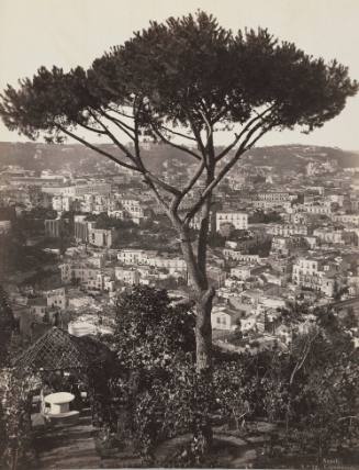 Naples, Tree on Capodimonte