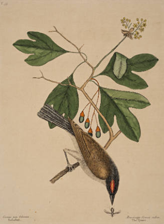 The Tyrant (Eastern Kingbird) with Sassafras, from The Natural History of Carolina, Florida and the Bahama Islands, London, 2 vols.