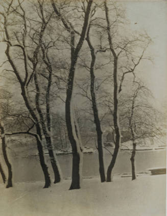 Trees with Snow, Central Park
