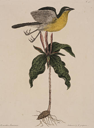 The Yellow-breasted Chat with Spotted Trillium, from The Natural History of Carolina, Florida and the Bahama Islands, London, 2 vols.