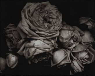 Heavy Roses (from The Early Years, 1900-1927 portfolio)