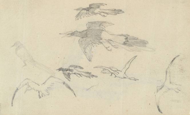 Magpies