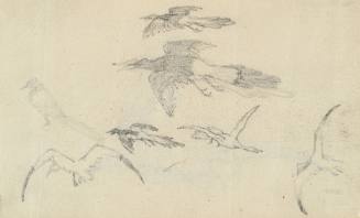 Magpies