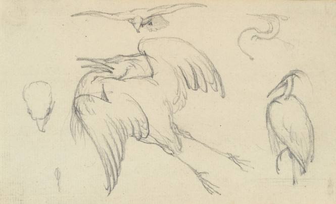 Herons