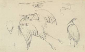 Herons