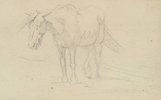 A Horse