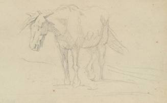 A Horse