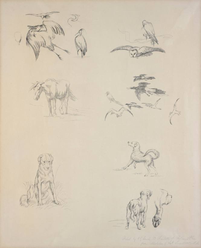 Herons, Owls, Horse, Magpies, Dogs