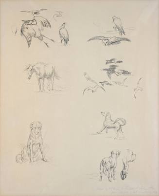 Herons, Owls, Horse, Magpies, Dogs