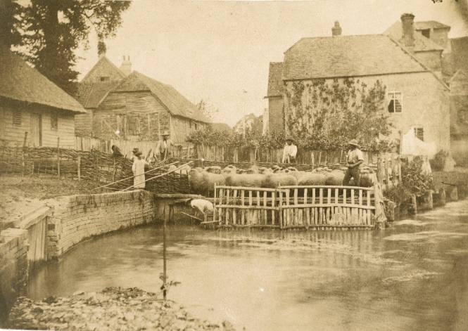 Farmyard Scene