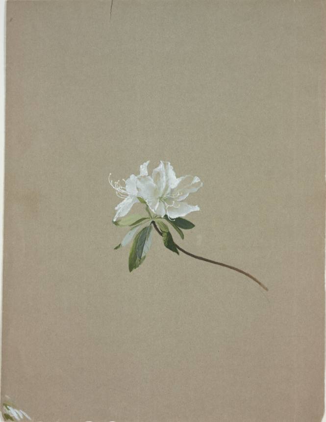 White Azalea