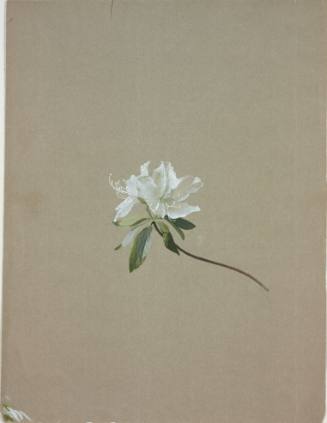 White Azalea