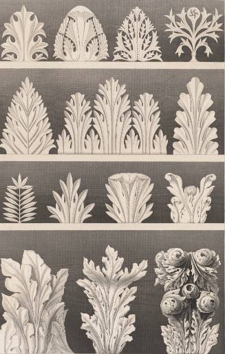Acanthus Motifs