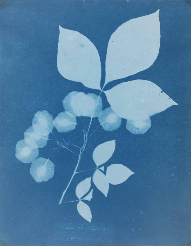 Ptelea trifoliata [Wafer ash]