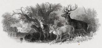 Deer