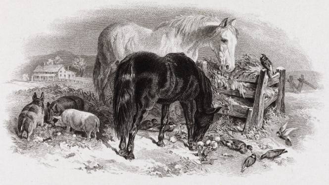Horses