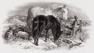 Horses