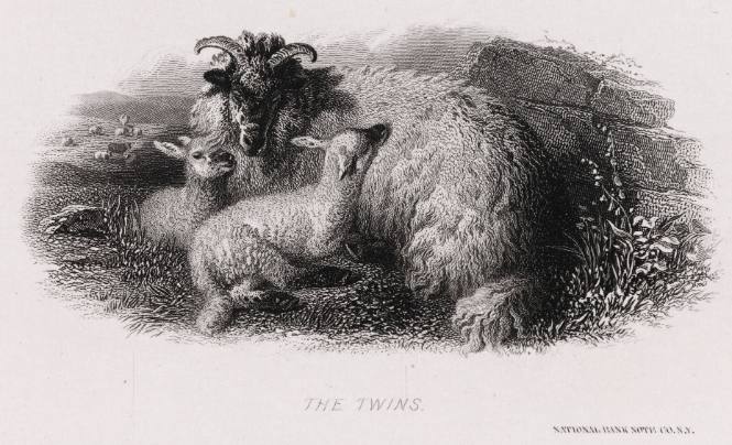 The Twins