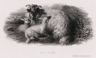 The Twins