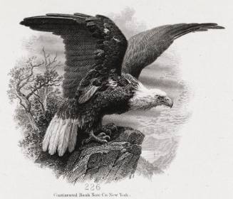 Eagle