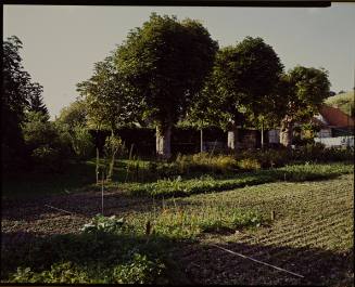 Untitled (from Giverny, France Series)