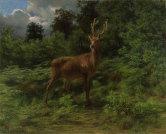 Stag Listening to the Wind