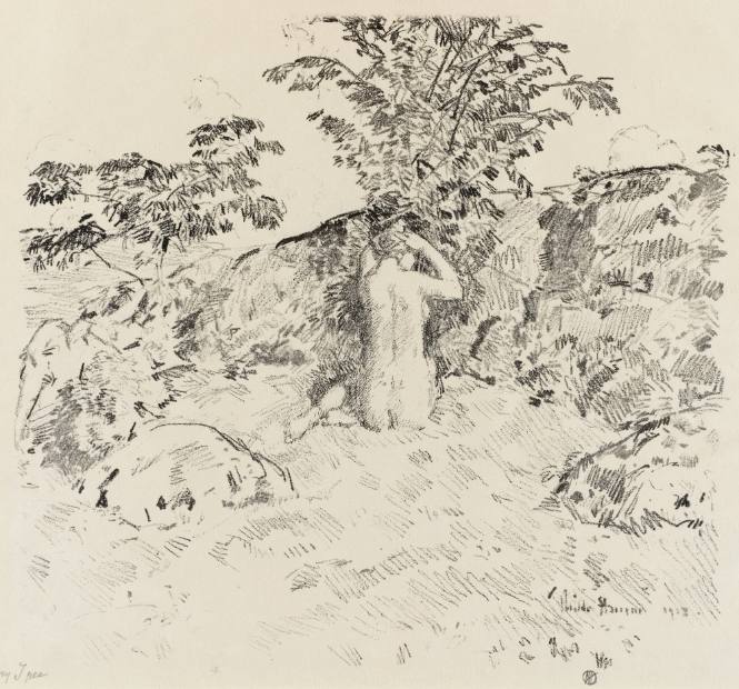Wild Cherry Tree