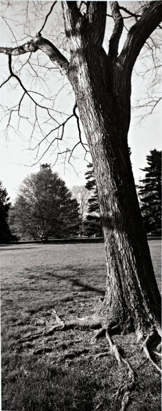 Thornless Common Honeylocust  (Gleditsia triacanthos var. inermis), between the President’s House and the Chapel