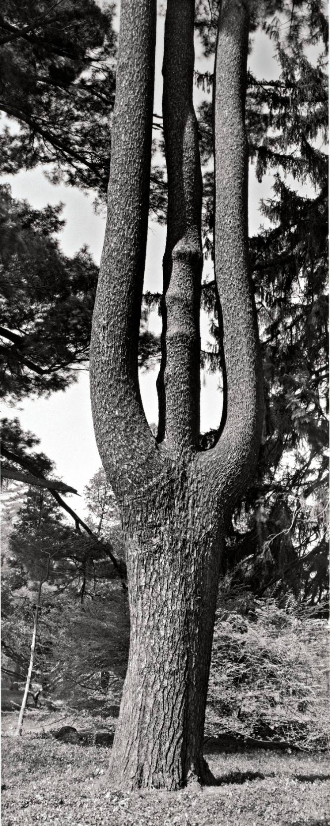 Eastern White Pine (Pinus strobus), the Peace Garden in memory of those lost on September 11, 2001, near Ely Hall