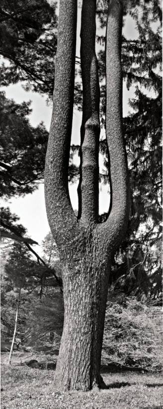 Eastern White Pine (Pinus strobus), the Peace Garden in memory of those lost on September 11, 2001, near Ely Hall