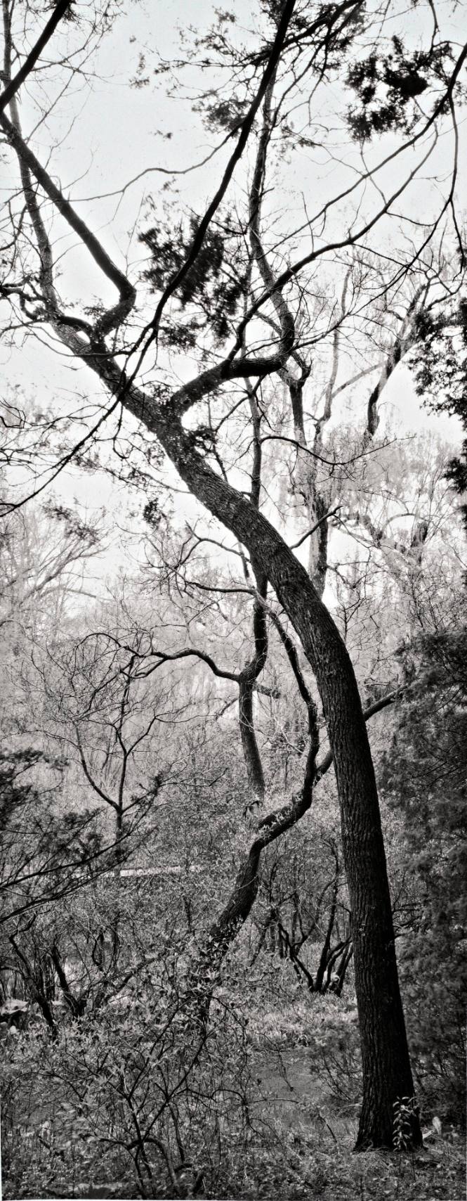 Common Sassafras (Sassafras albidum, looking over Fonteyn Kill toward Skinner Hall)