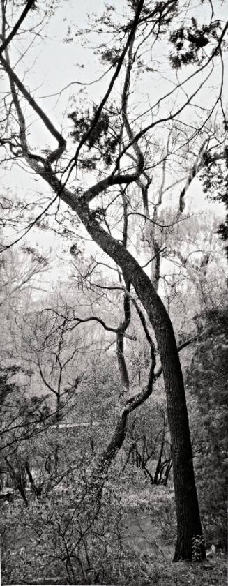 Common Sassafras (Sassafras albidum, looking over Fonteyn Kill toward Skinner Hall)
