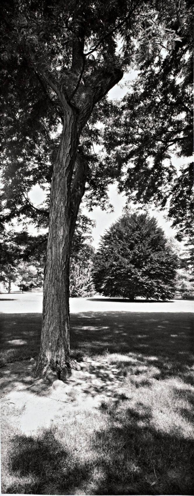 Thornless Common Honeylocust (Gleditsia Triacanthos var. inermis), 1985 Class Tree, between the President’s House and the Chapel