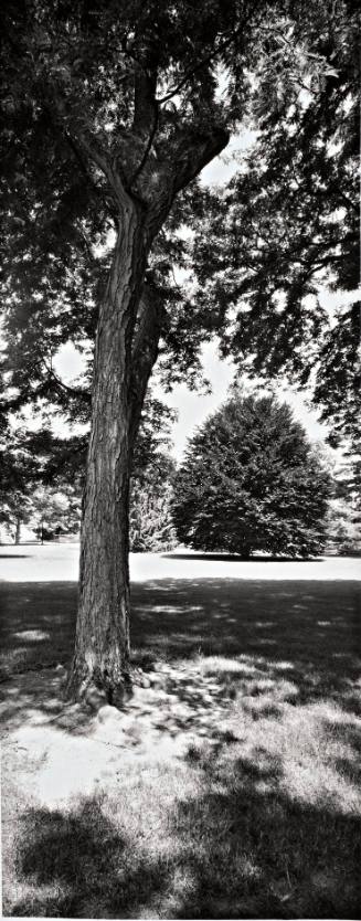 Thornless Common Honeylocust (Gleditsia Triacanthos var. inermis), 1985 Class Tree, between the President’s House and the Chapel
