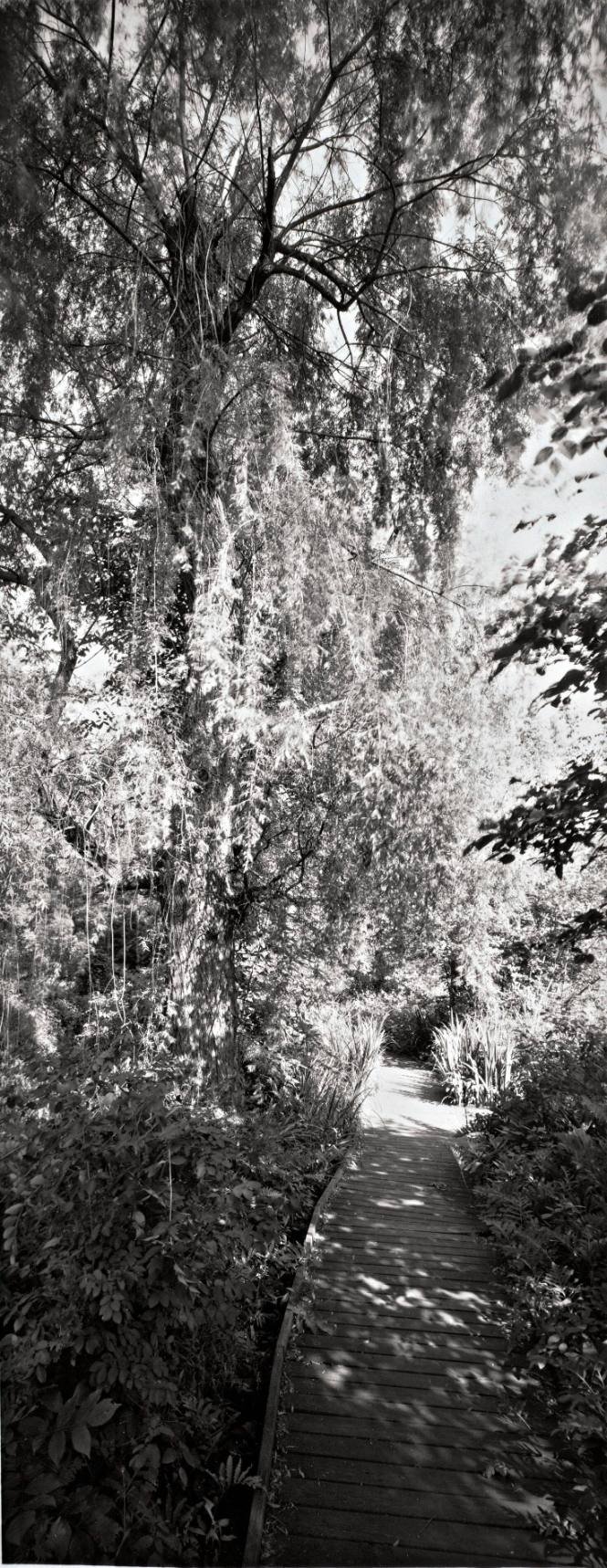 Weeping Willows (Salix babylonica), the Priscilla Bulitt Collins ‘42 Trail along Fonteyn Kill