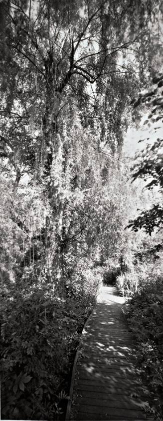 Weeping Willows (Salix babylonica), the Priscilla Bulitt Collins ‘42 Trail along Fonteyn Kill