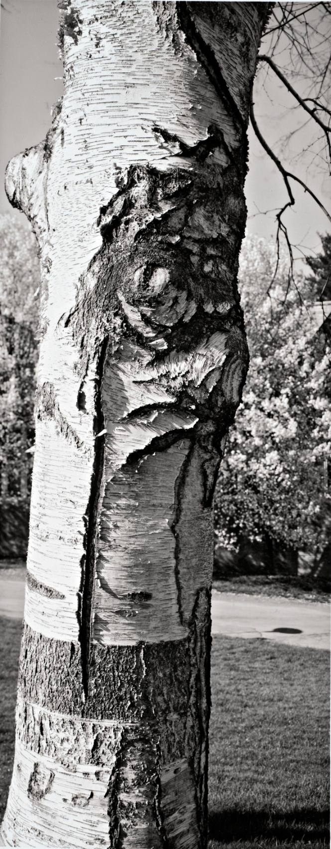 Paper Birch (Betula papyrifera), between Wimpfheimer Nursery School and Kenyon Hall