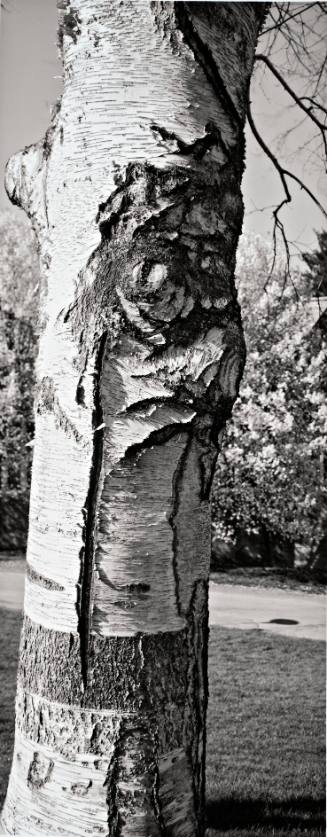 Paper Birch (Betula papyrifera), between Wimpfheimer Nursery School and Kenyon Hall