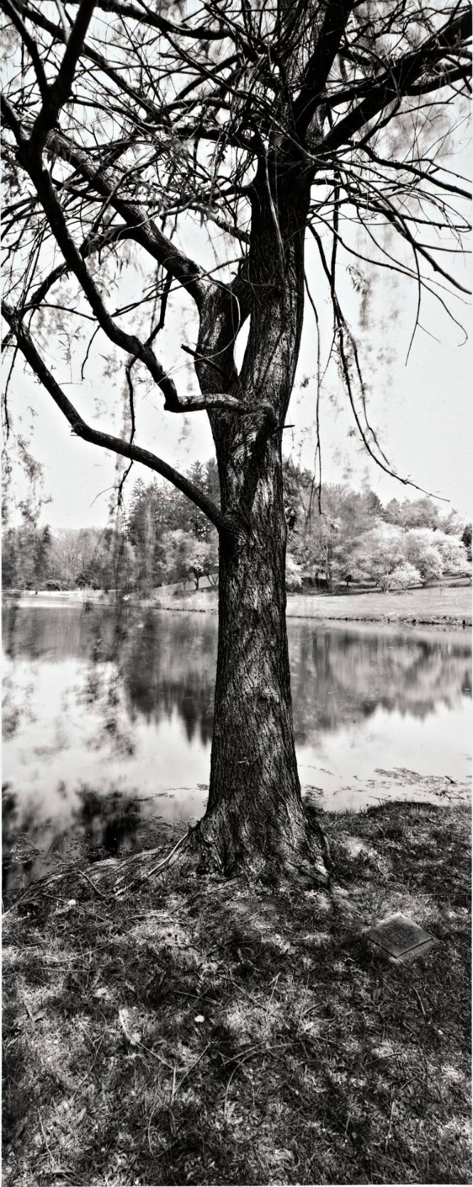 Weeping Willow (Salix babylonica), Sunset Lake by the dam