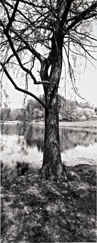Weeping Willow (Salix babylonica), Sunset Lake by the dam