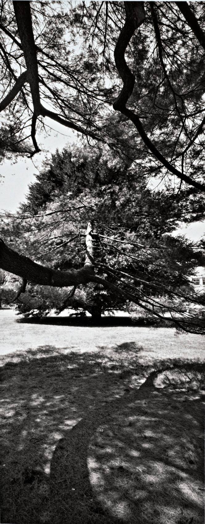 Eastern White Pine (Pinus strobus), 1940 Class Tree, in foreground; Purple Beech (Fagus sylvatica ‘Atropunicea’), in background along Main Drive