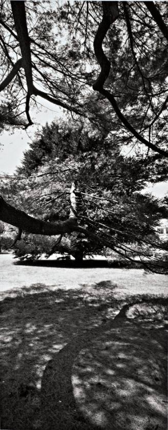 Eastern White Pine (Pinus strobus), 1940 Class Tree, in foreground; Purple Beech (Fagus sylvatica ‘Atropunicea’), in background along Main Drive