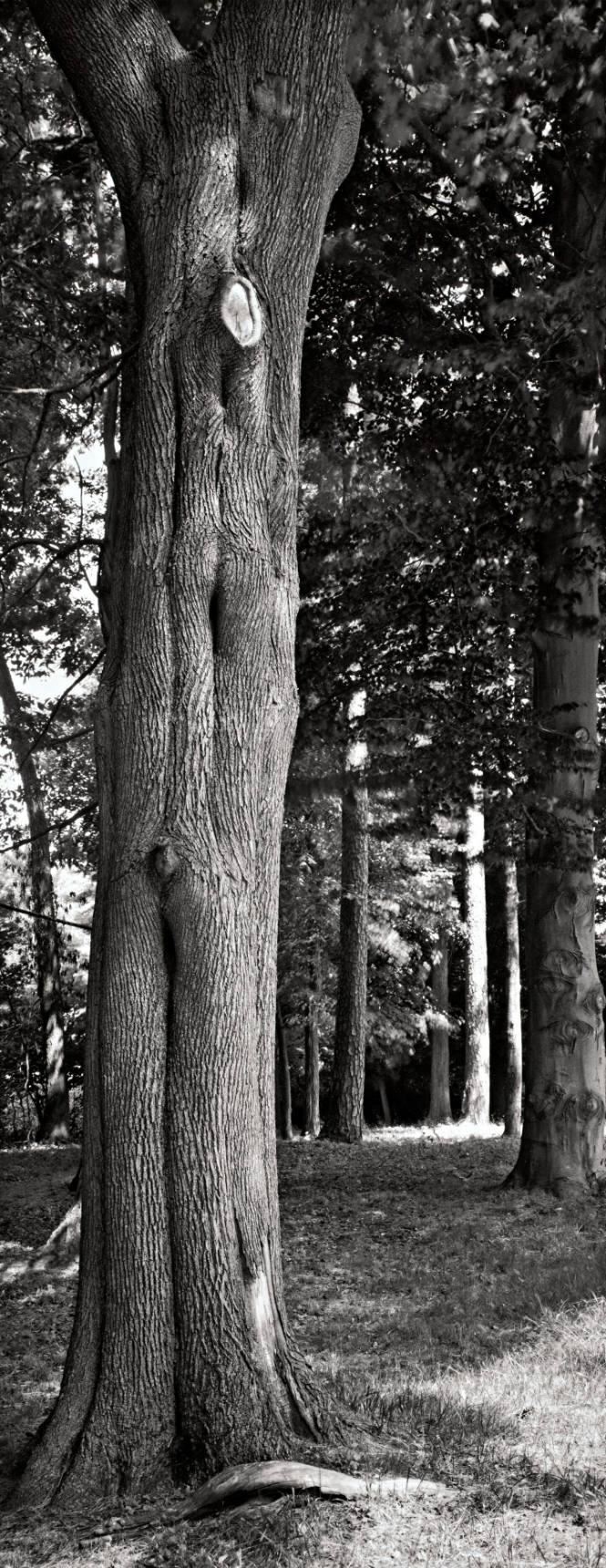 Norway Maple (Acer platanoides), between Noyes House and Calvary Cemetery