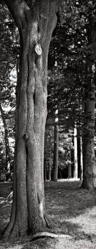 Norway Maple (Acer platanoides), between Noyes House and Calvary Cemetery