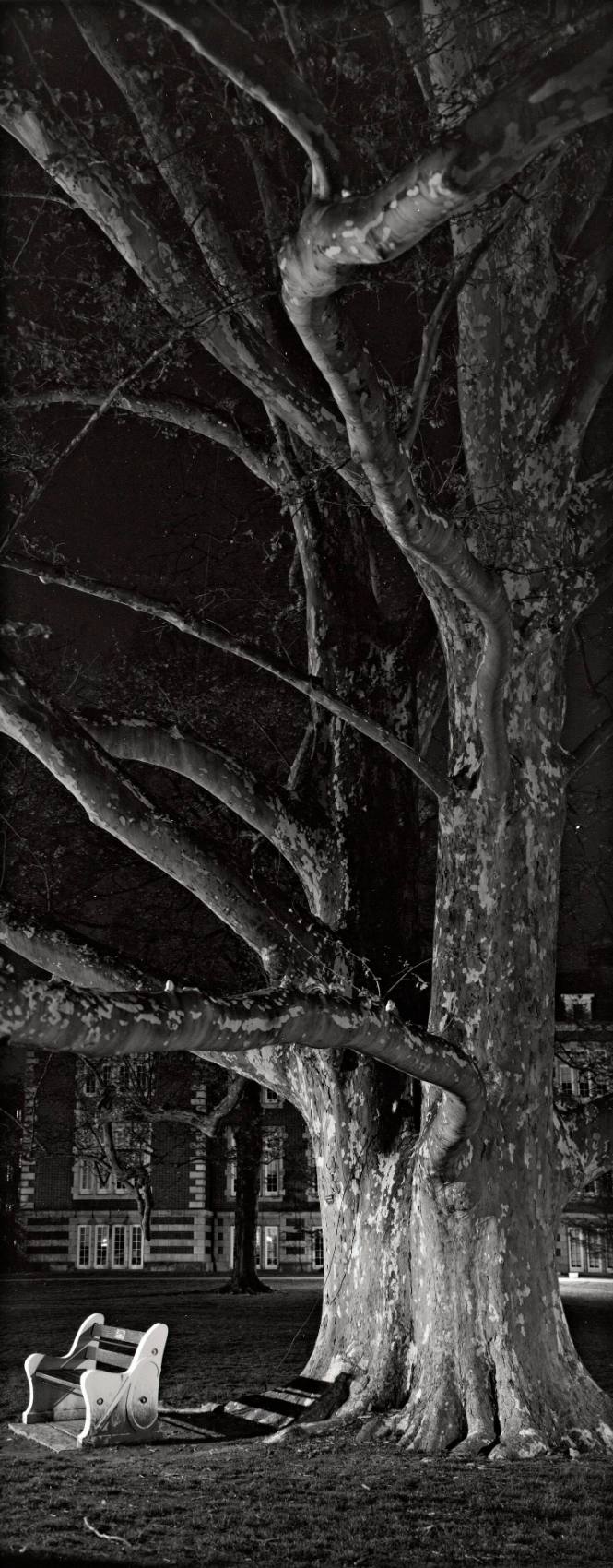 London Plane Tree (Platanus x acerifolia), 1906 Class Tree, Library Lawn