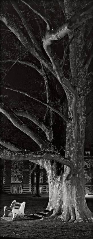London Plane Tree (Platanus x acerifolia), 1906 Class Tree, Library Lawn