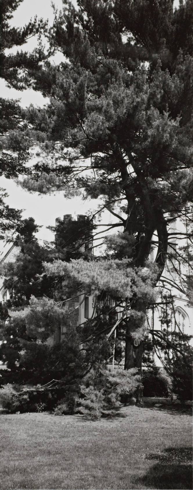 Eastern  White Pine (Pinus strobus), 1874 Class Tree, between Thompson Memorial Library and Van Ingen Hall