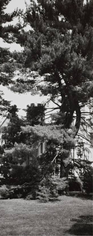 Eastern  White Pine (Pinus strobus), 1874 Class Tree, between Thompson Memorial Library and Van Ingen Hall
